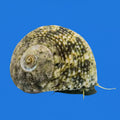 Margarita Snail