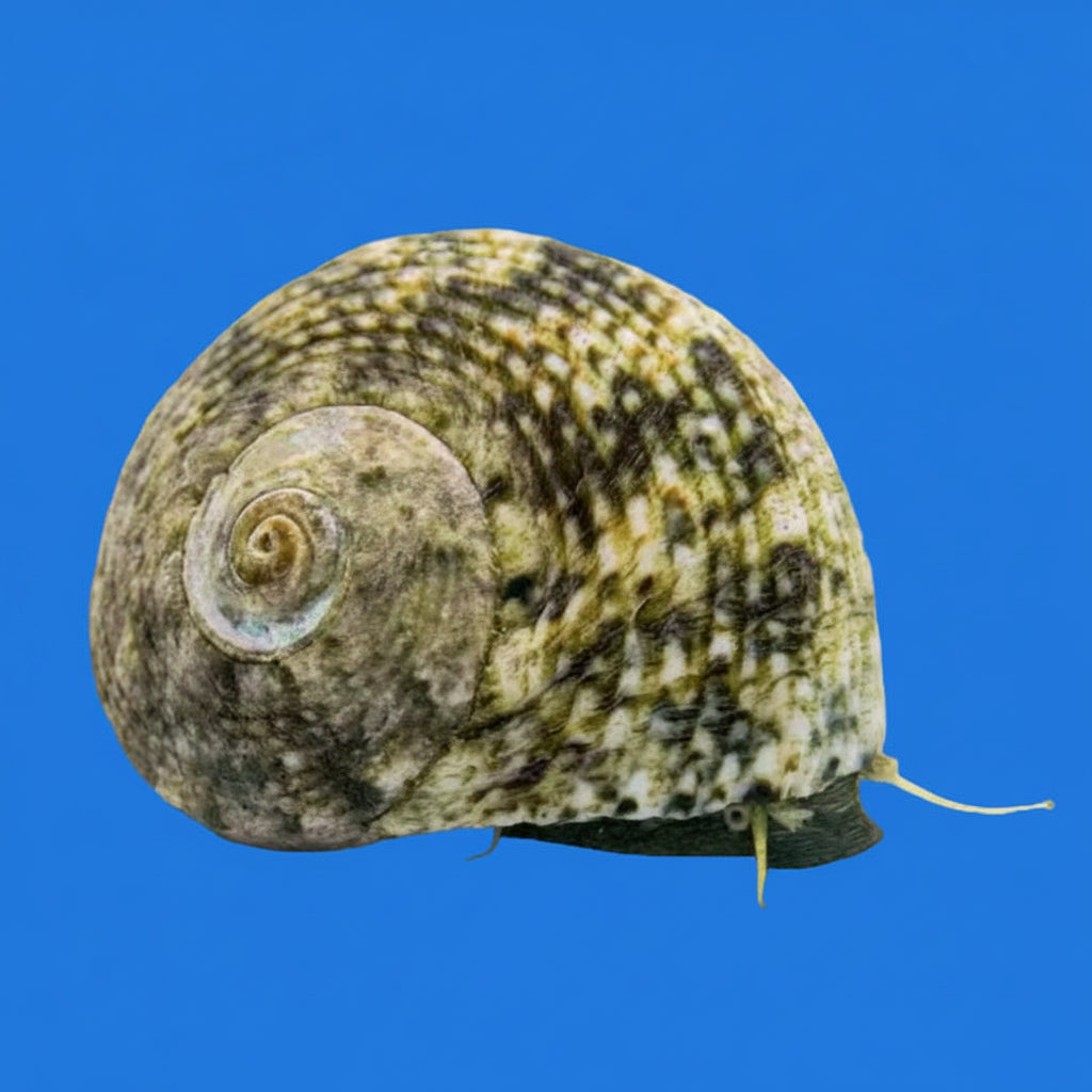 Margarita Snail