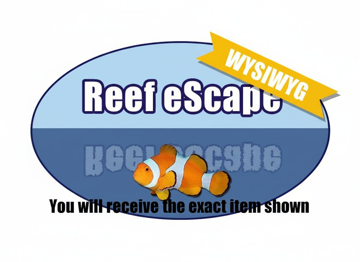 ECC Eagle Eye Zoanthid