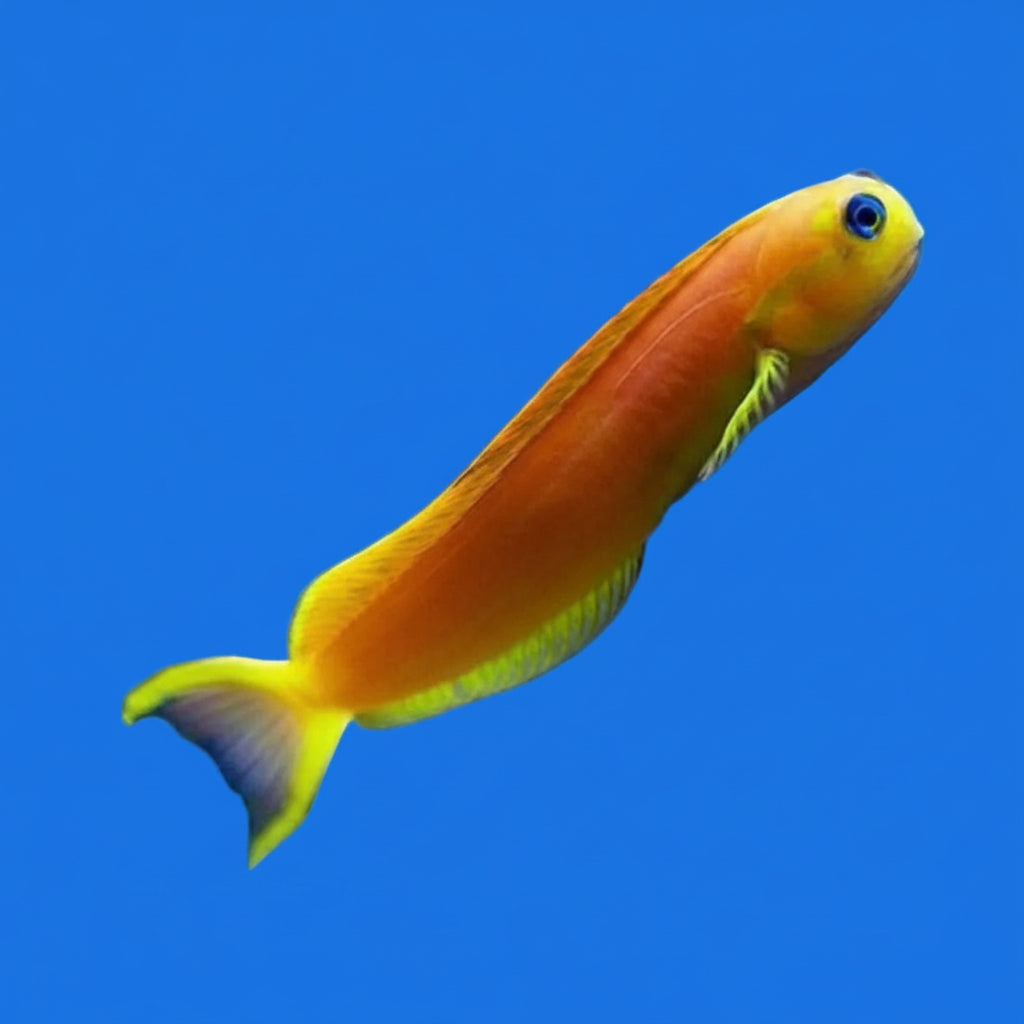 Midas Blenny- M