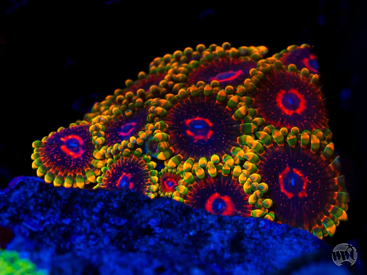 WWC Mind Trick Zoanthids