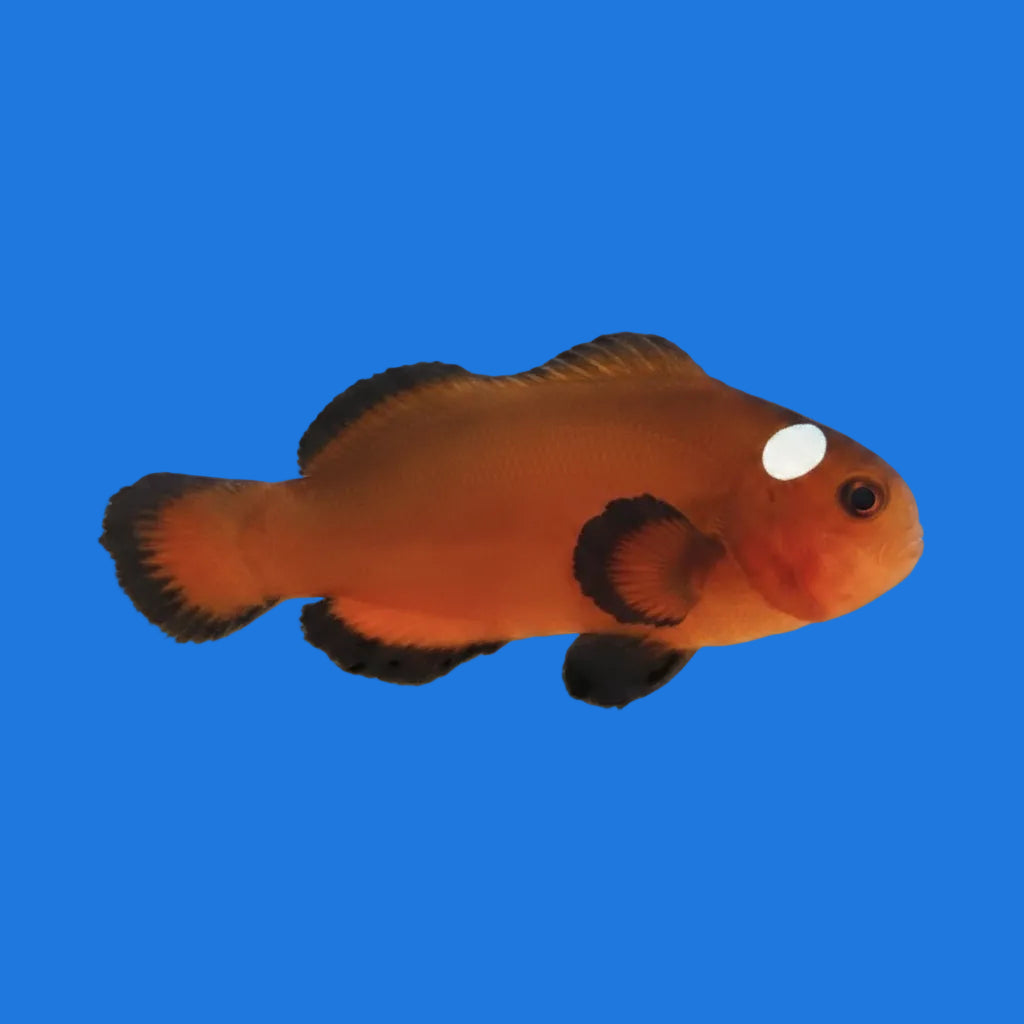 Mocha Domino Clownfish