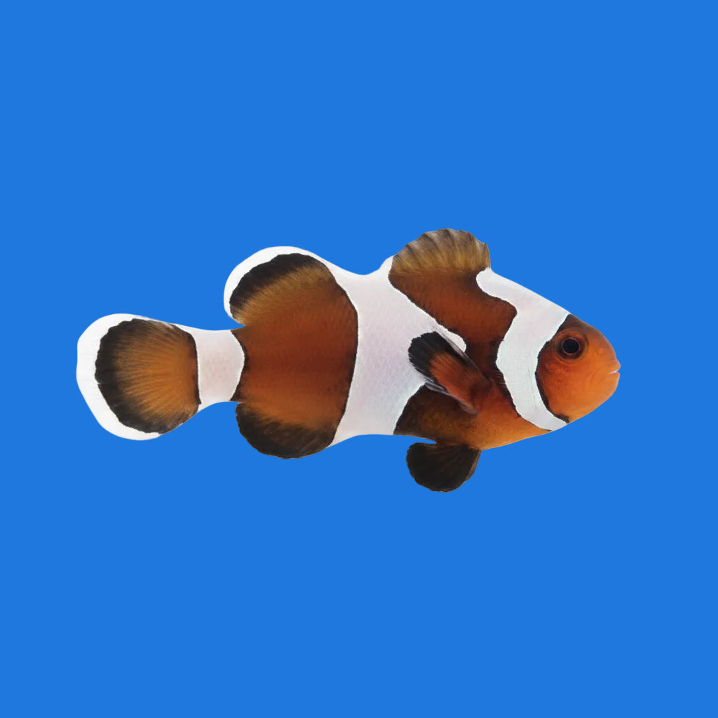 Mocha Gladiator Clownfish