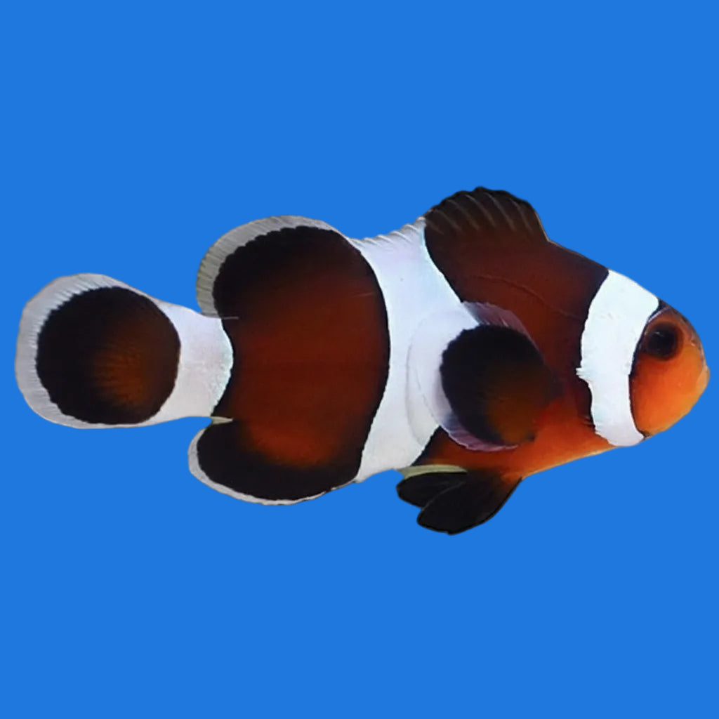 Mocha Ocellaris Clownfish
