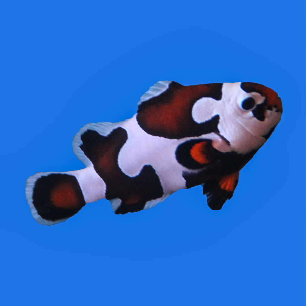 Mocha Storm Ocellaris Clownfish