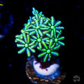 WWC Neon Pipe Organ Coral