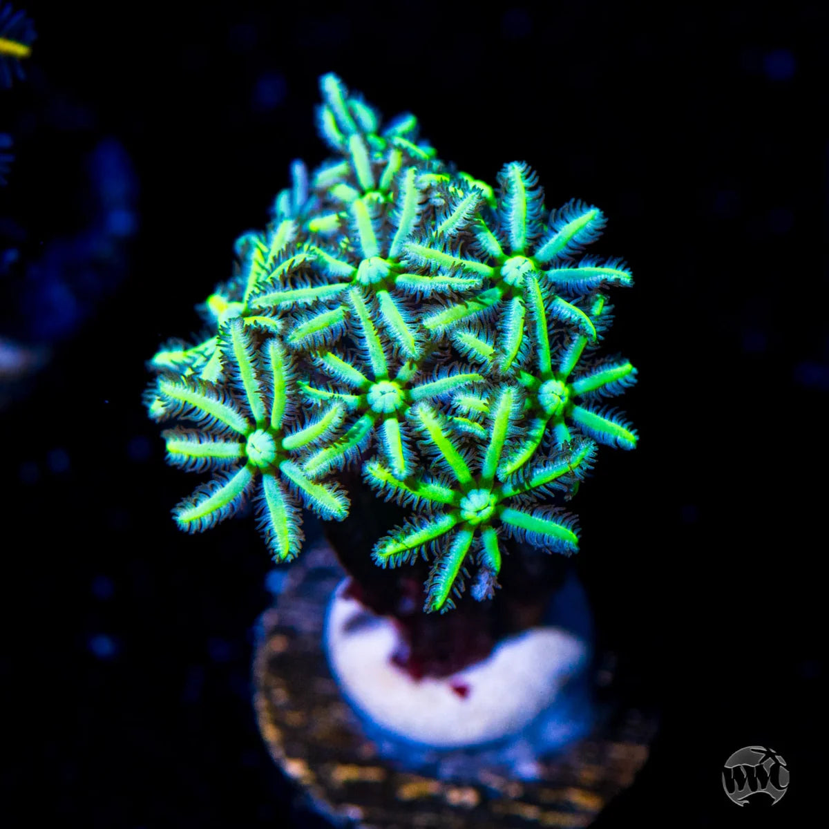 WWC Neon Pipe Organ Coral