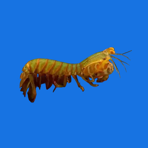 Mantis Shrimp