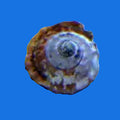 Top Crown Astrea Snail