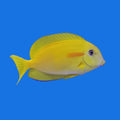 An attractive yellow fish of the Acanthurus genus with a distinctive orange oblong above its pectoral fin.