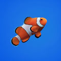 Ocellaris Clownfish