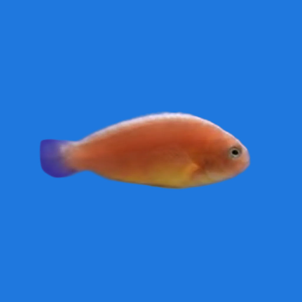 Orange Skunk Ocellaris Clownfish