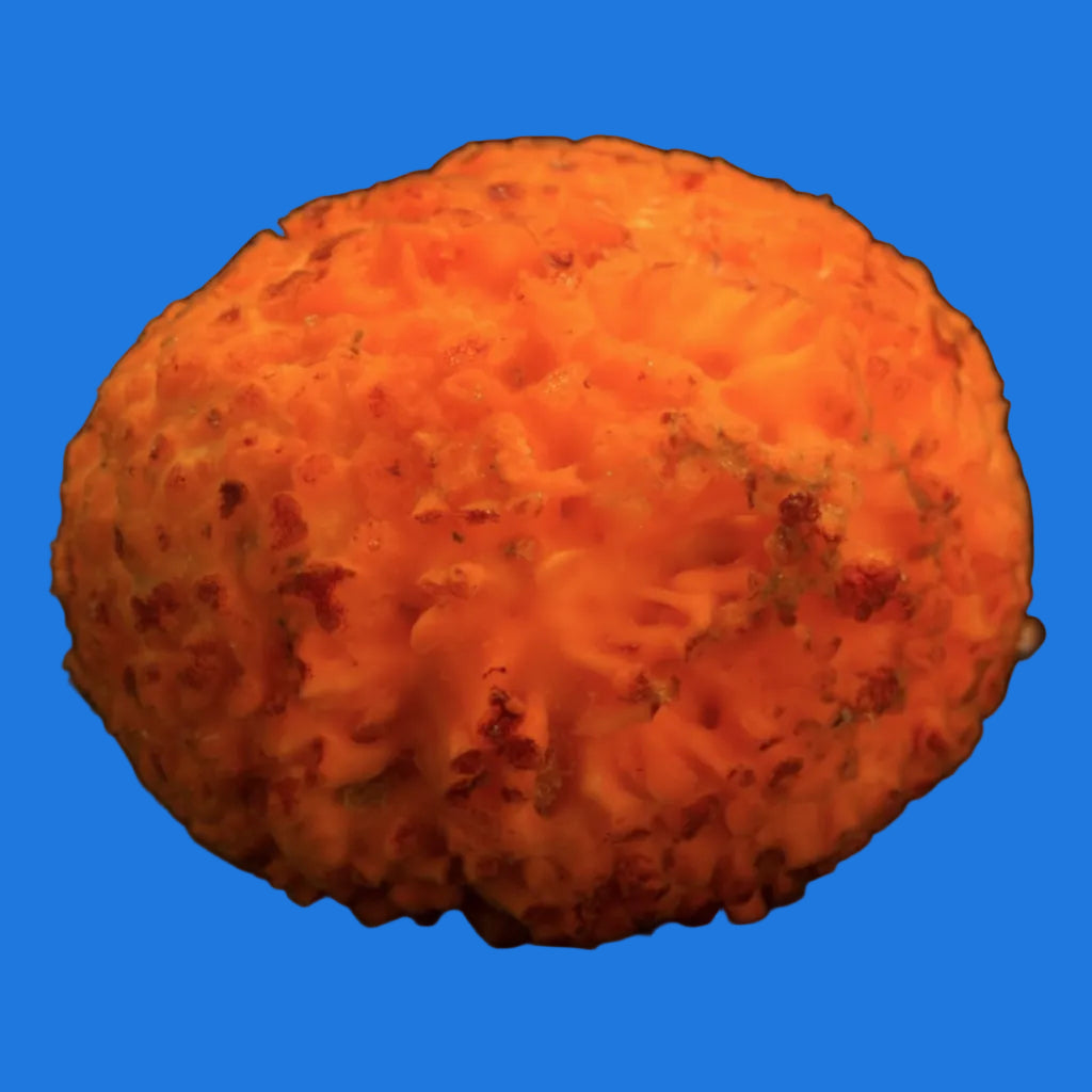 Orange Ball Sponge