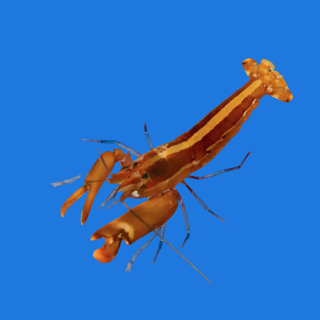Orange Claw Pistol Shrimp