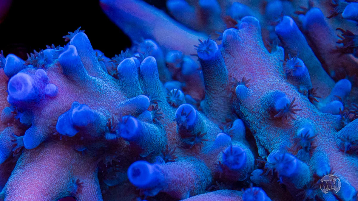 WWC Oregon Tort Acropora