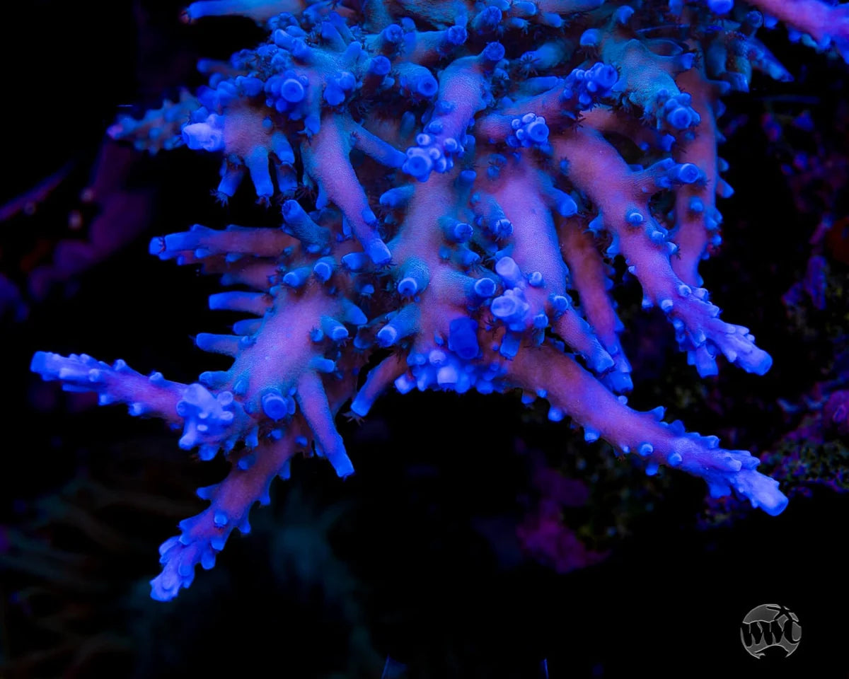 WWC Oregon Tort Acropora