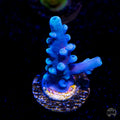WWC Oregon Tort Acropora