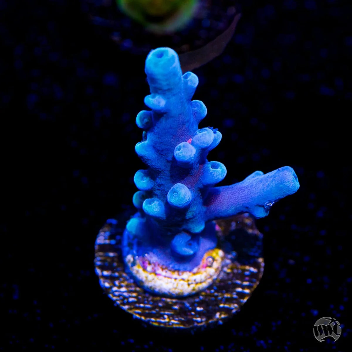 WWC Oregon Tort Acropora
