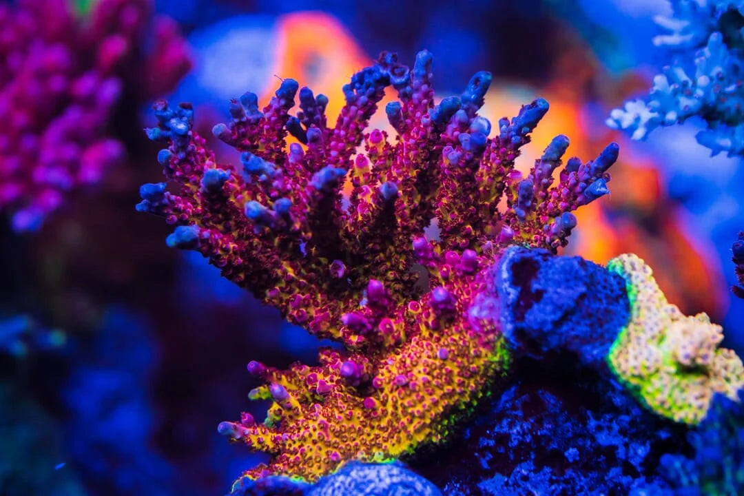 PC Rainbow Acropora