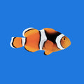 True Percula Clownfish