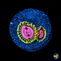 Pink Diamond Zoanthids