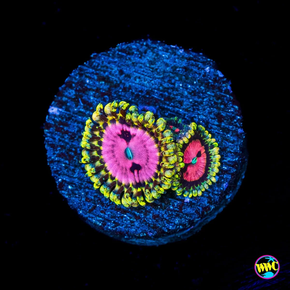 Pink Diamond Zoanthids