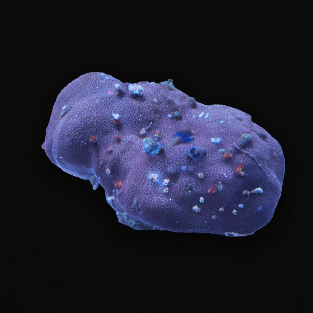 WYSIWYG Coral - REAW71 - Porites Worm Rock
