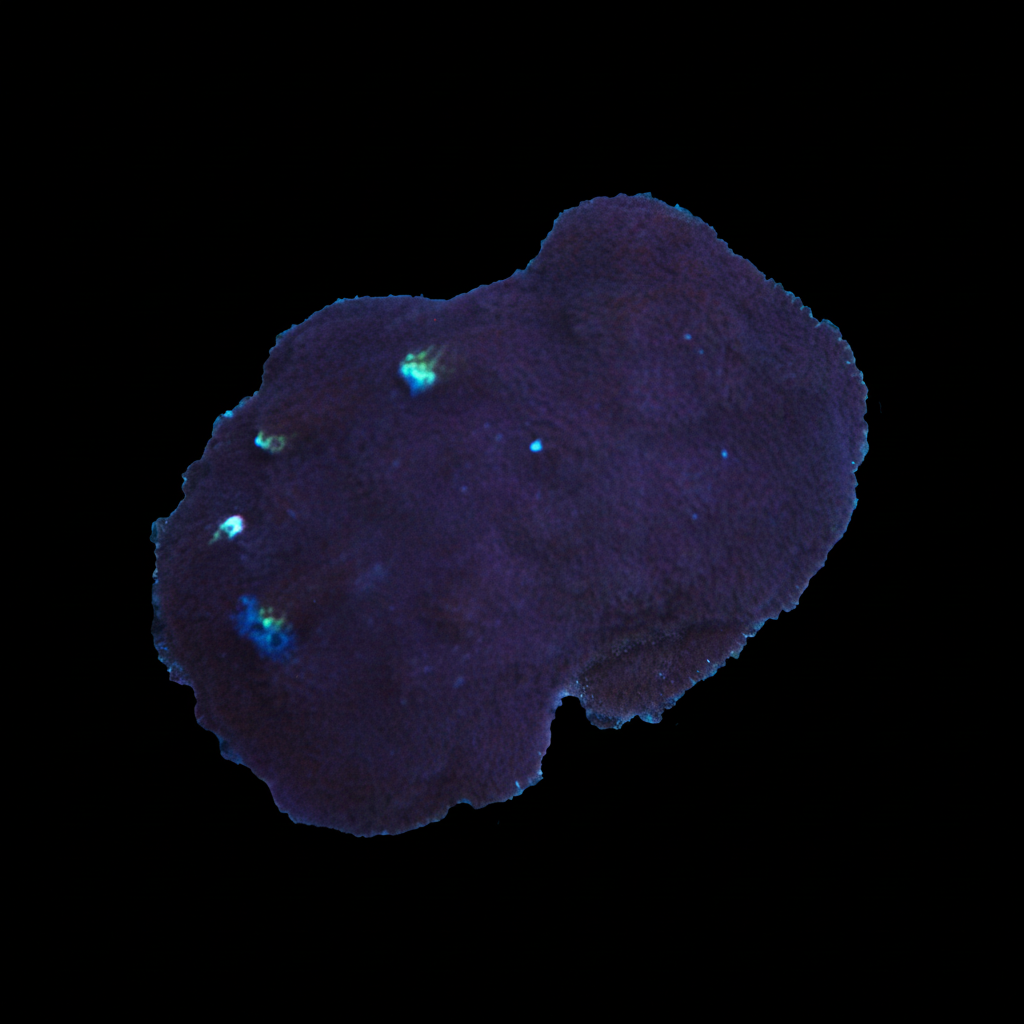 WYSIWYG Coral - Porites Worm Rock - REAW72