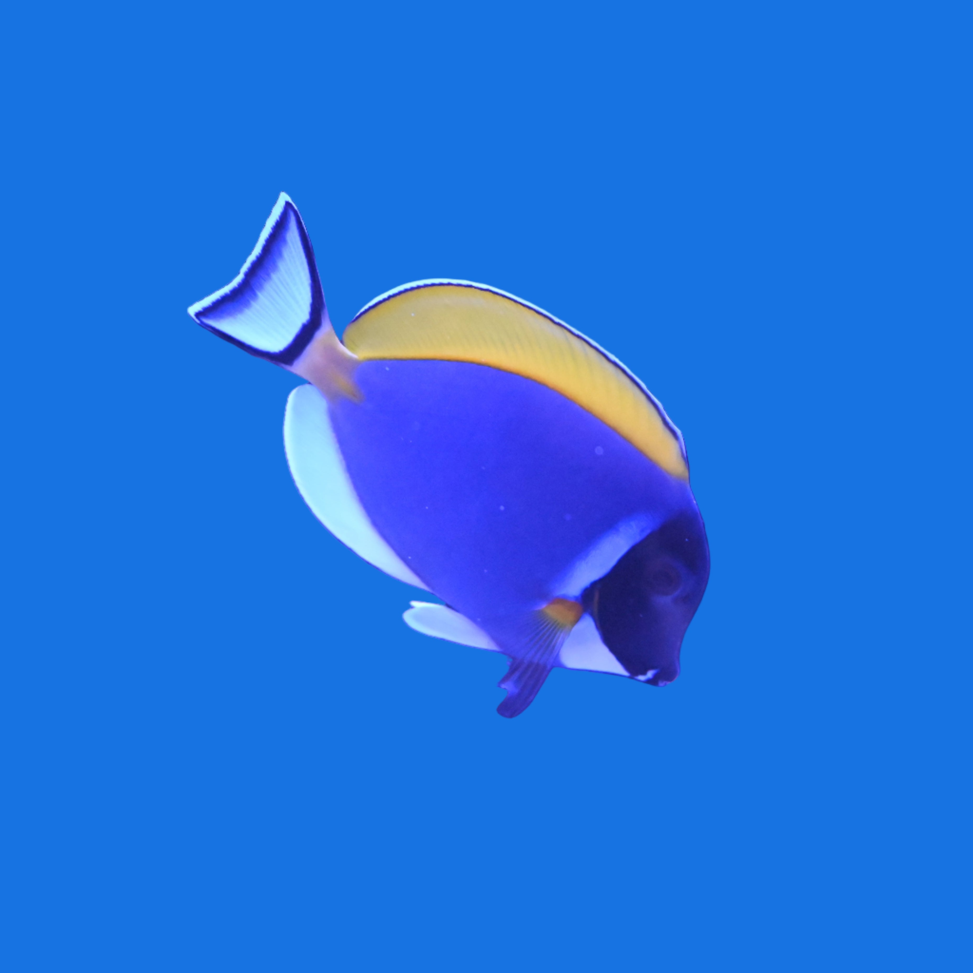 An attractive fish of the acanthurus genus, with a soft blue body, attractive dark mask, yellow dorsal fin, white ventral and anal fins, and a white caudal fin.
