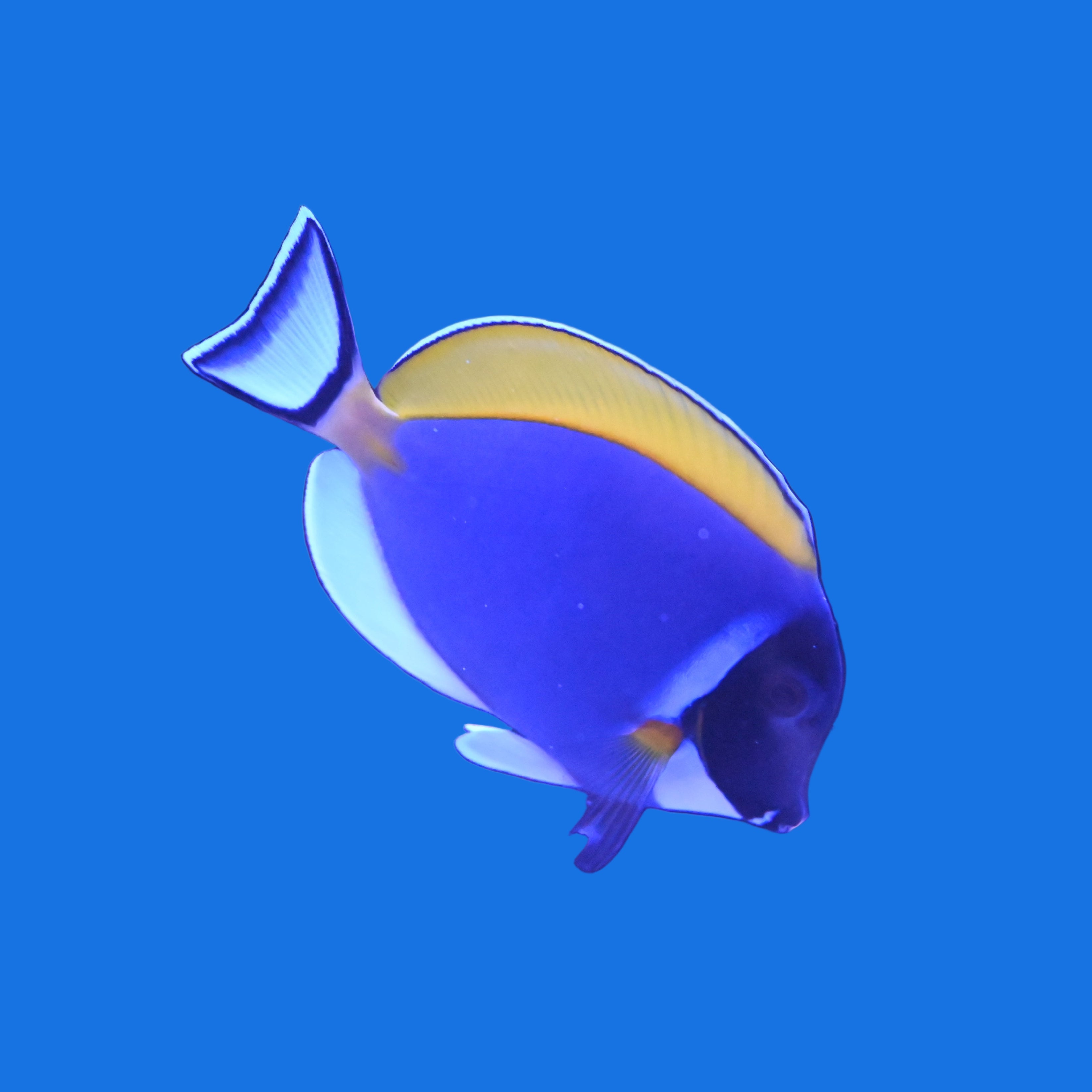 Powder Blue Tang-  Small