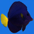 Purple Tang