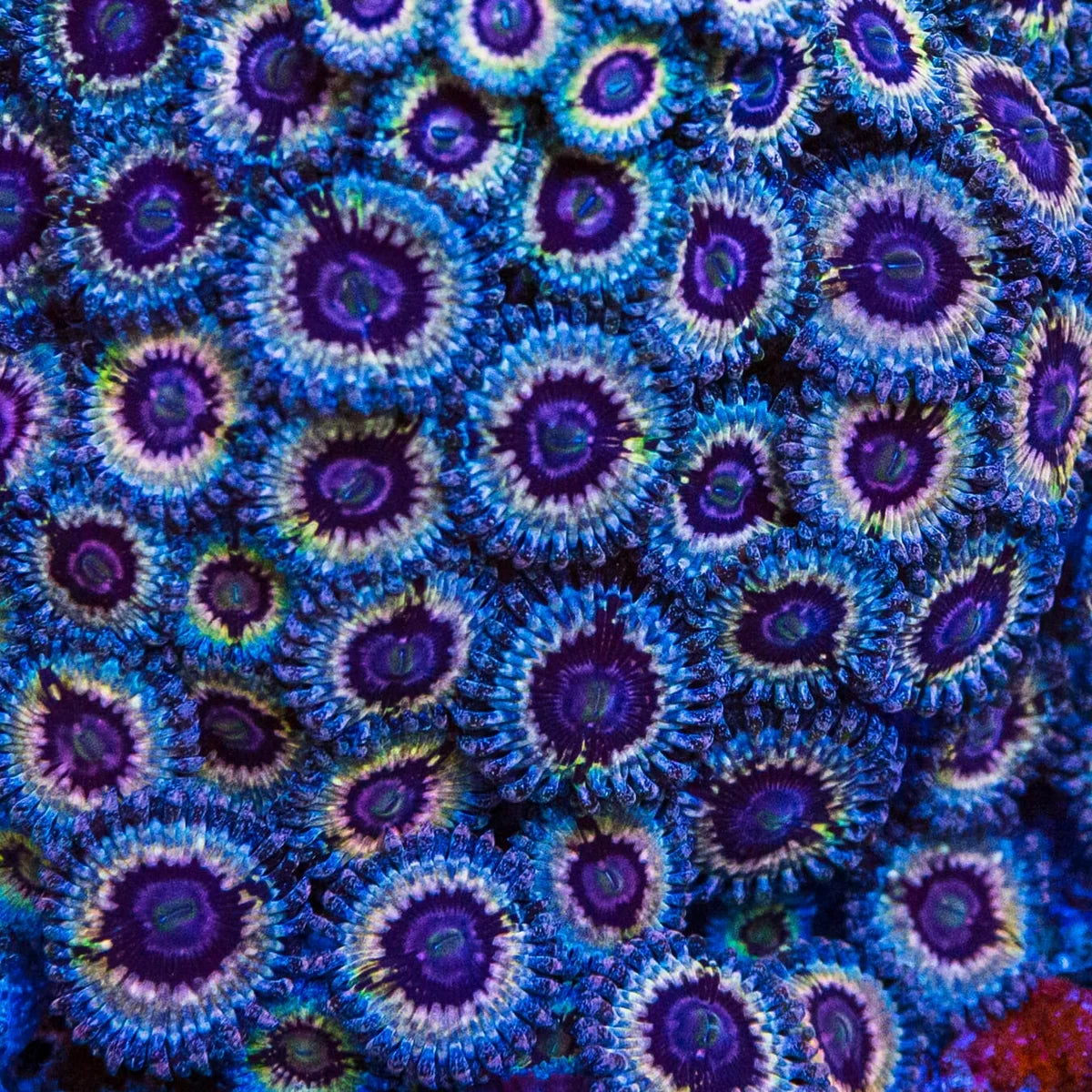 WWC Queen Stratosphere Zoanthids