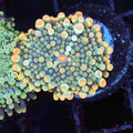 WYSIWYG Coral - Bounce Yuma REAW100