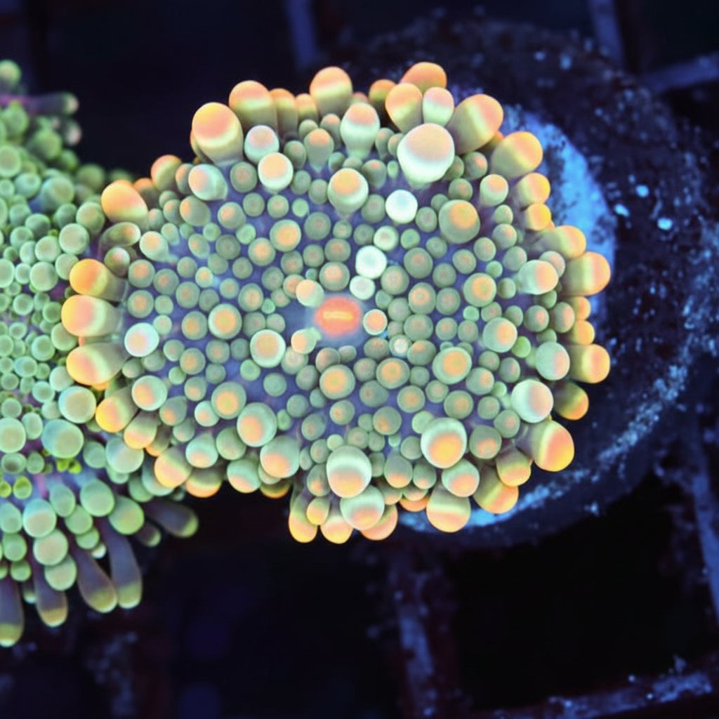 WYSIWYG Coral - Bounce Yuma REAW100