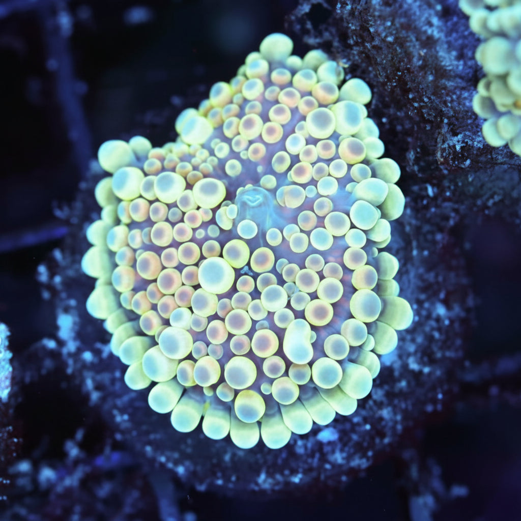 WYSIWYG Coral - Bounce Yuma REAW101