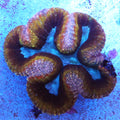 WYSIWYG - Rainbow Sherbert Wilsoni - REAW55