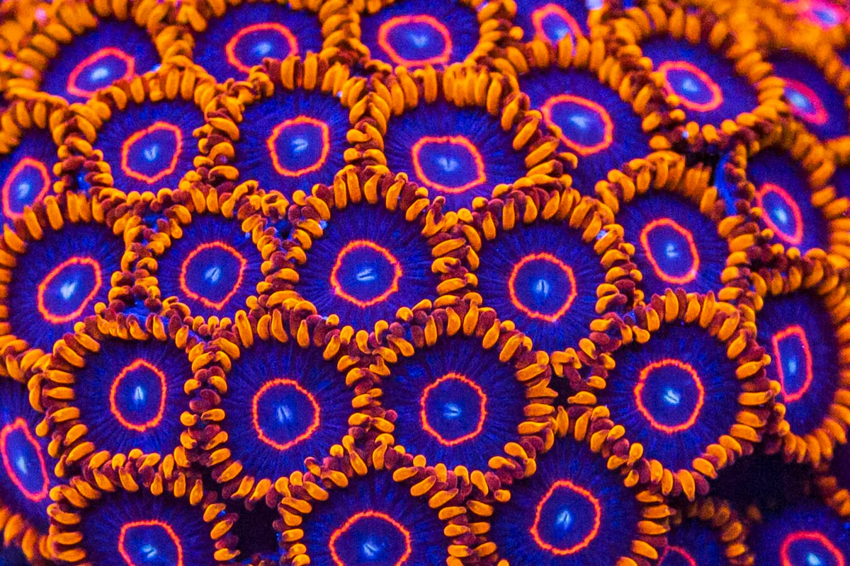 Red Hornet Zoanthid
