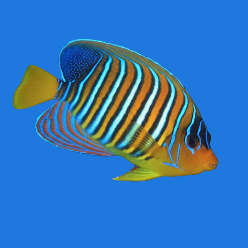 Regal Angelfish