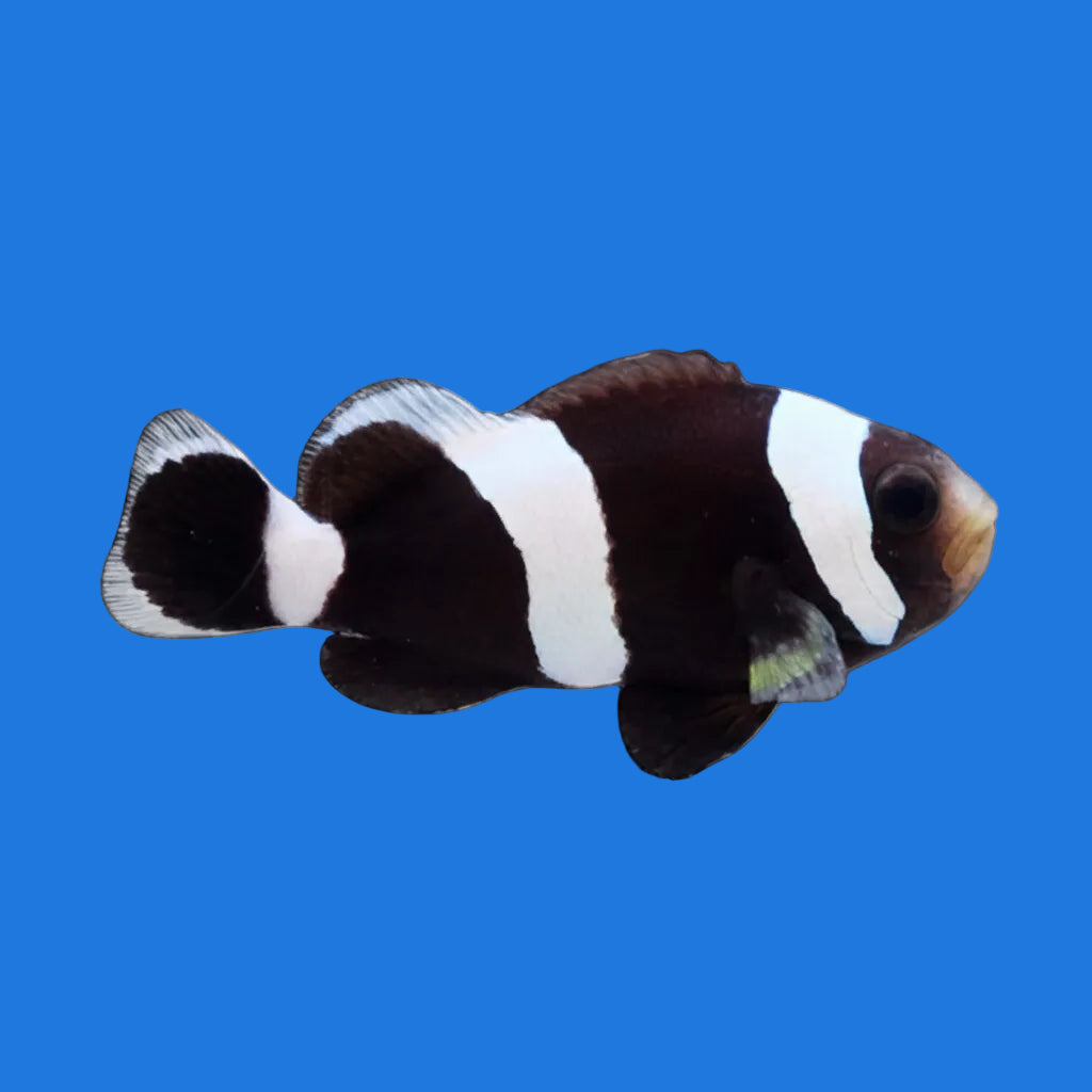 Saddleback Clownfish