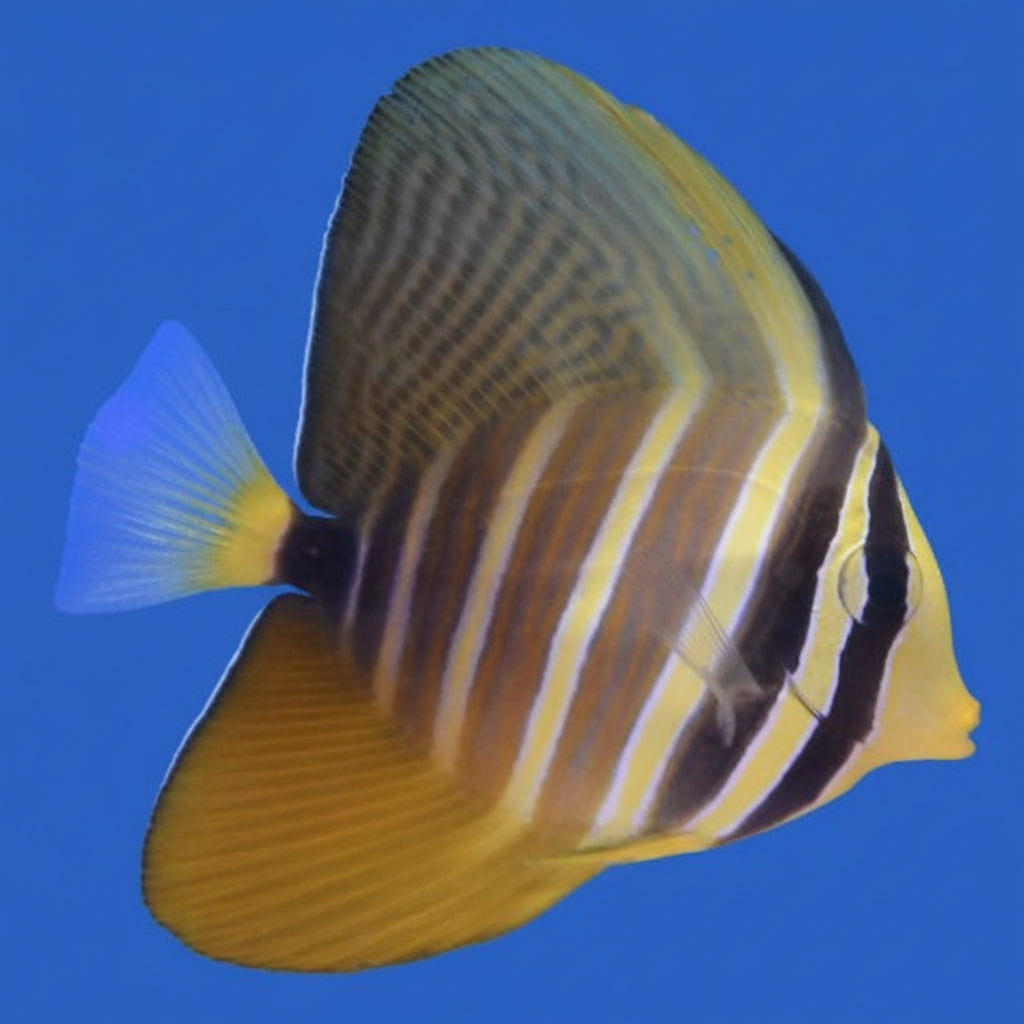 Sailfin Tang- Med