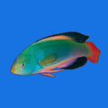 Scott's Fairy Wrasse