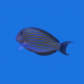 Clown Tang