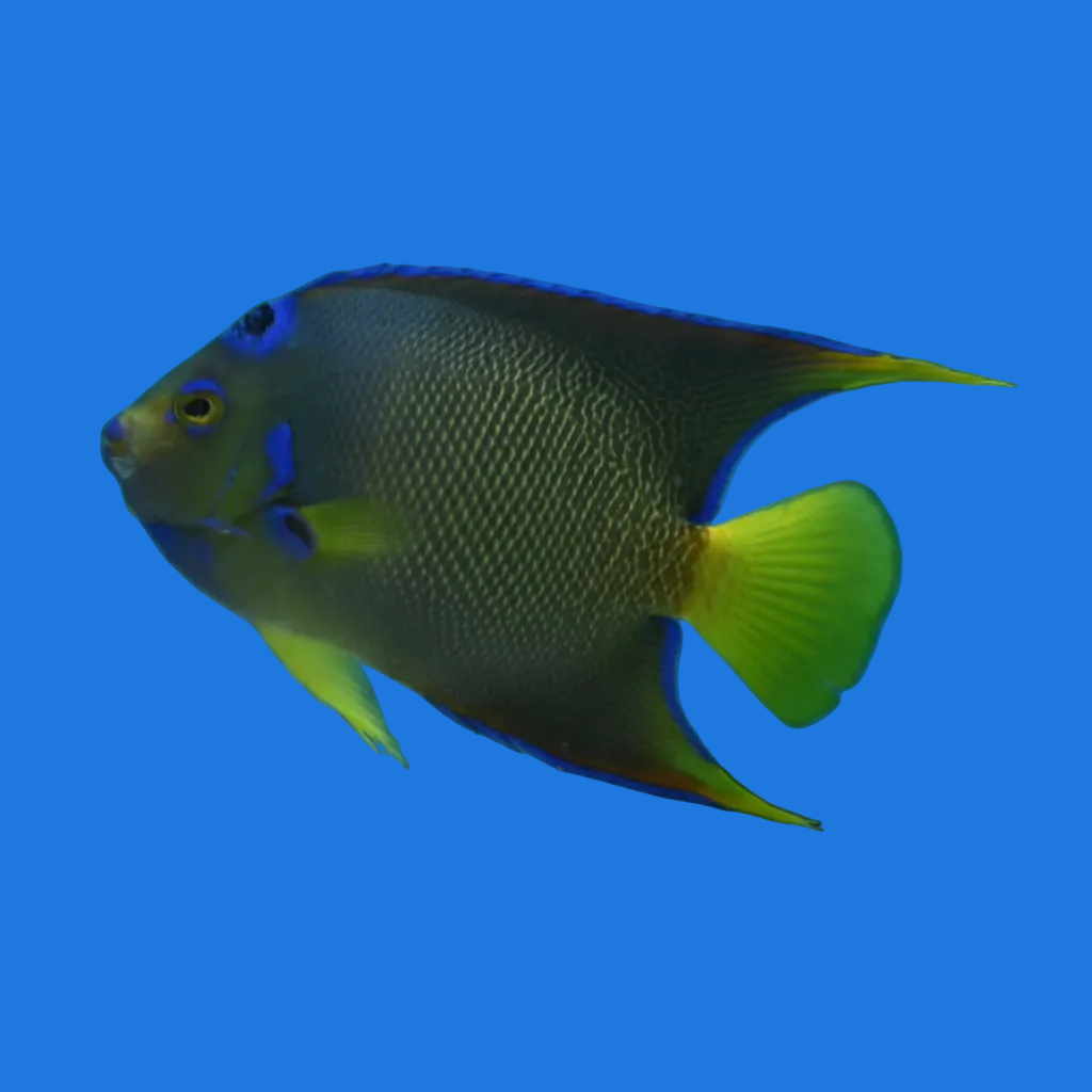 Queen Angelfish - MED
