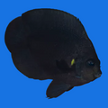 Midnight Angelfish M
