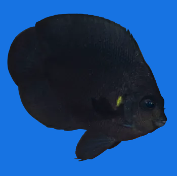 Midnight Angelfish M