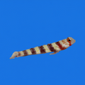 Wheeler's Watchman Goby