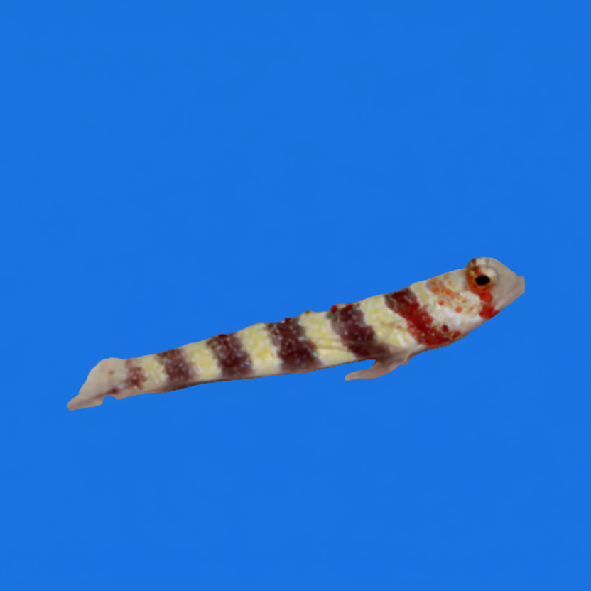 Wheeler's Watchman Goby