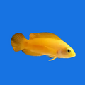 Yellow Dottyback
