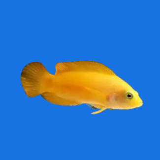 Yellow Dottyback