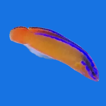 Neon Dottyback